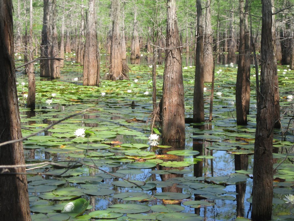 A forested cypress swamp with shallow water covered in green lily pads and blooming white water lilies, surrounded by tall cypress trees reflected in the calm water.